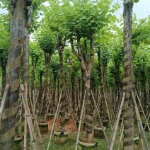宫粉紫荆8～15公分基地直销大小规格齐全欢迎老板来电咨询