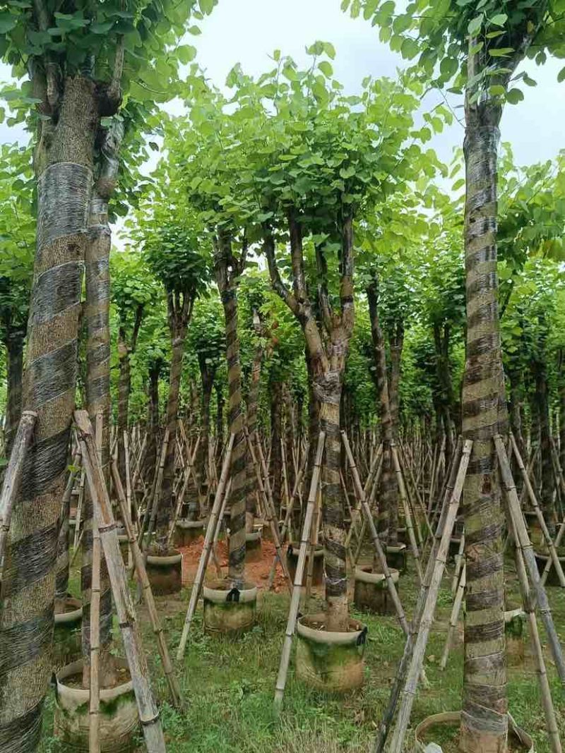 宫粉紫荆8～15公分基地直销大小规格齐全欢迎老板来电咨询