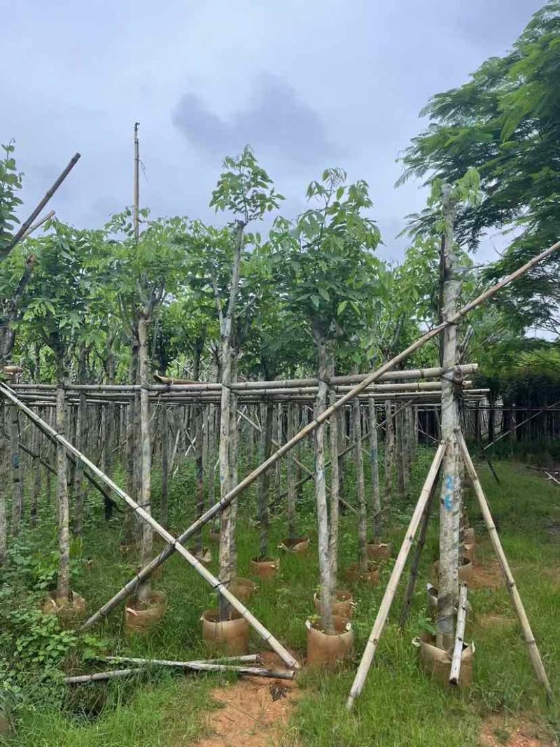 腊肠树2～15公分基地直销大小规格齐全欢迎老板来电咨询