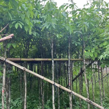 腊肠树2～15公分基地直销大小规格齐全欢迎老板来电咨询
