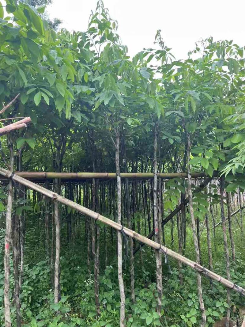 腊肠树2～15公分基地直销大小规格齐全欢迎老板来电咨询