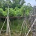 腊肠树2～15公分基地直销大小规格齐全欢迎老板来电咨询