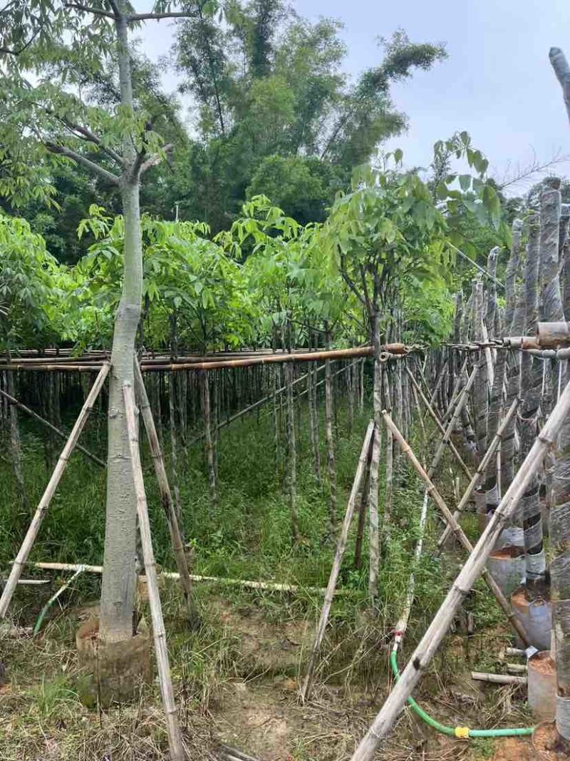 腊肠树2～15公分基地直销大小规格齐全欢迎老板来电咨询