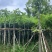 腊肠树2～15公分基地直销大小规格齐全欢迎老板来电咨询