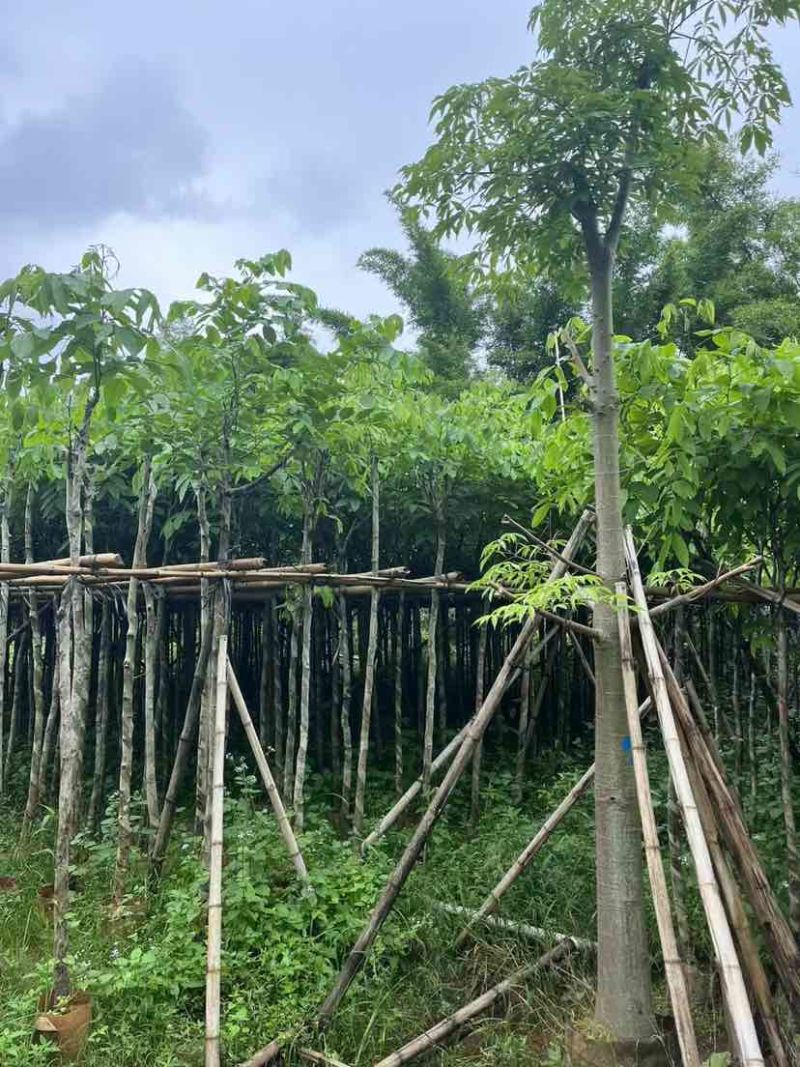腊肠树2～15公分基地直销大小规格齐全欢迎老板来电咨询