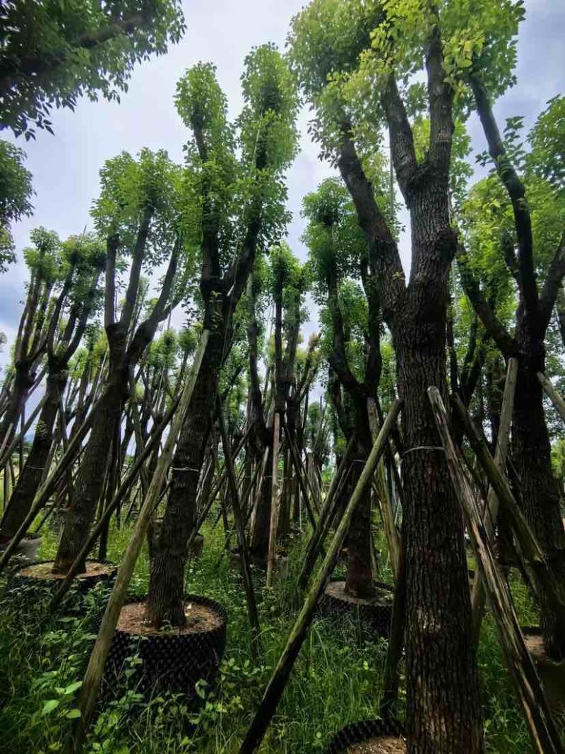 骨架香樟20～30公分基地直销大小规格齐全欢迎老板来电
