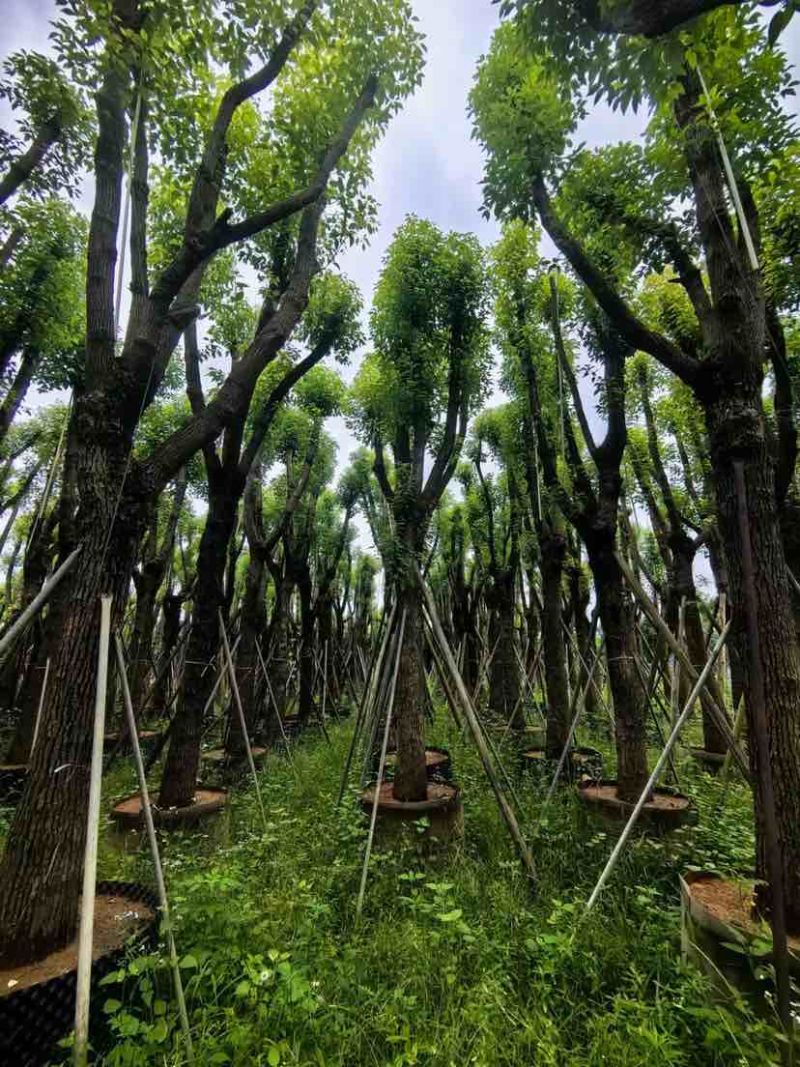 骨架香樟20～30公分基地直销大小规格齐全欢迎老板来电