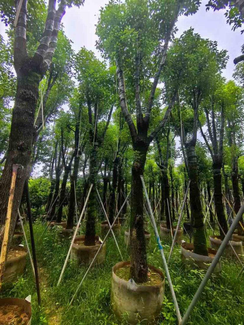 骨架香樟20～30公分基地直销大小规格齐全欢迎老板来电