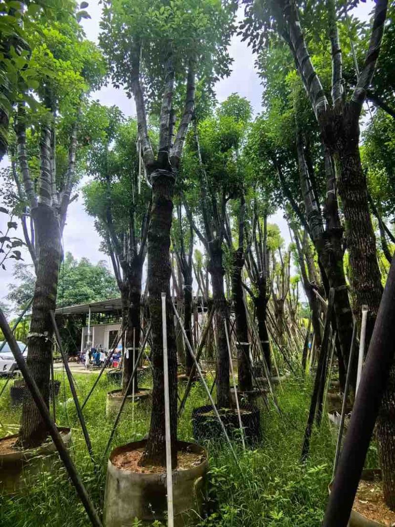 骨架香樟20～30公分基地直销大小规格齐全欢迎老板来电