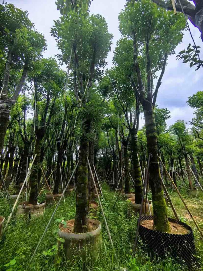 骨架香樟20～30公分基地直销大小规格齐全欢迎老板来电