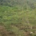 小叶榄仁树原生苗3～5公分基地直销大小规格齐全来电咨询
