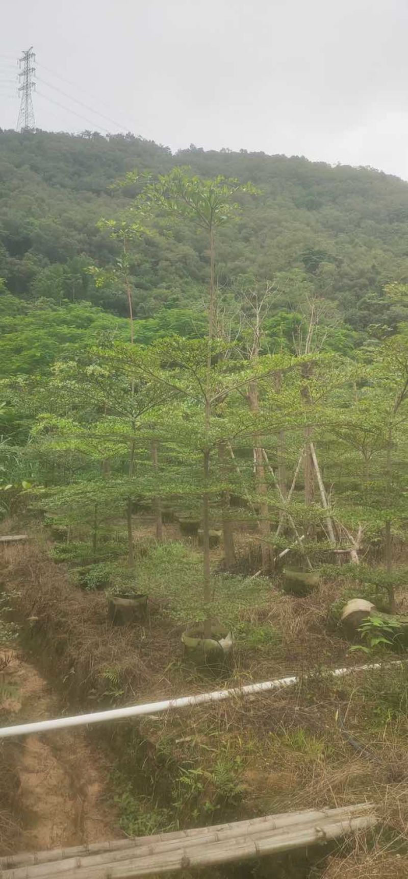 小叶榄仁树原生苗3～5公分基地直销大小规格齐全来电咨询