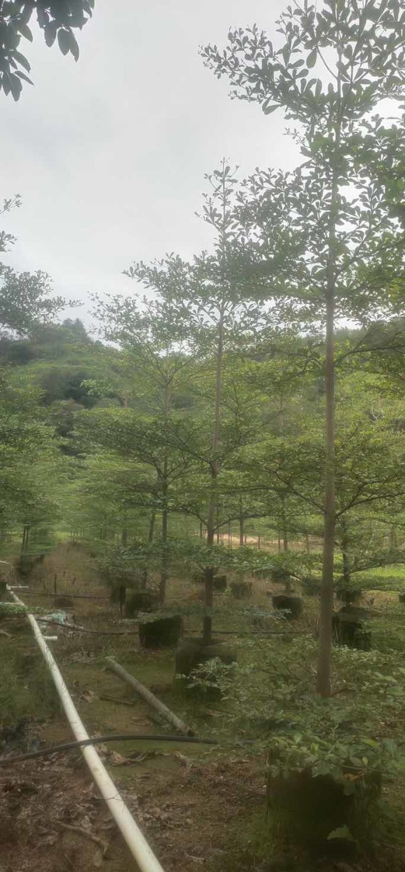 小叶榄仁树原生苗3～5公分基地直销大小规格齐全来电咨询