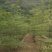 小叶榄仁树原生苗3～5公分基地直销大小规格齐全来电咨询