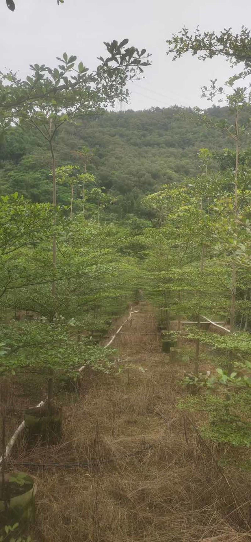 小叶榄仁树原生苗3～5公分基地直销大小规格齐全来电咨询