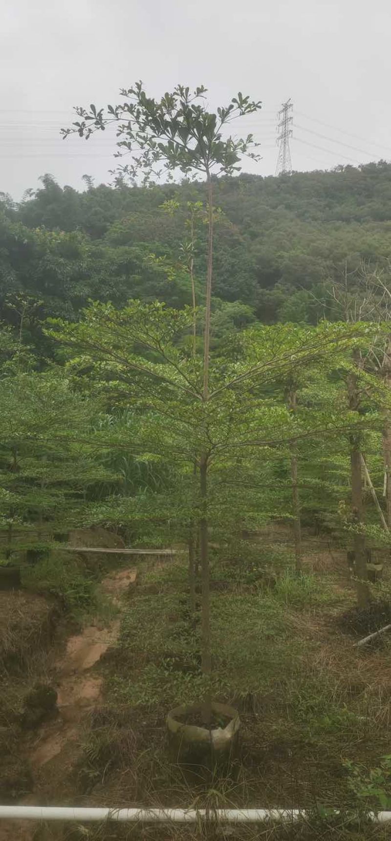 小叶榄仁树原生苗3～5公分基地直销大小规格齐全来电咨询