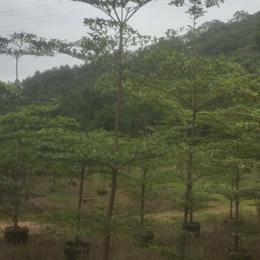 小叶榄仁树原生苗3～5公分基地直销大小规格齐全来电咨询