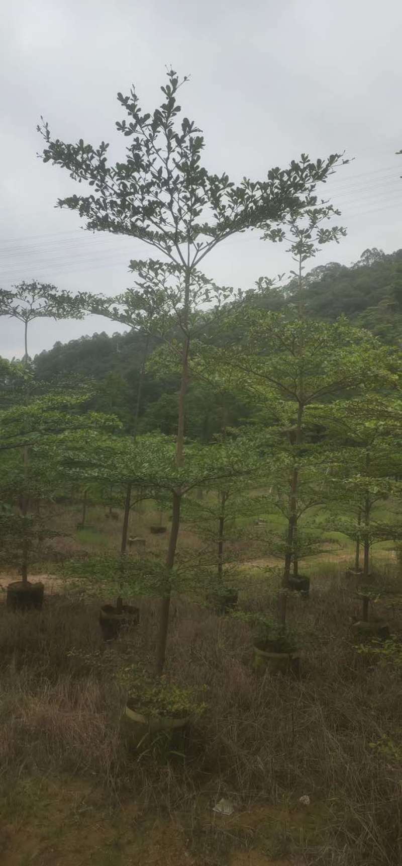 小叶榄仁树原生苗3～5公分基地直销大小规格齐全来电咨询