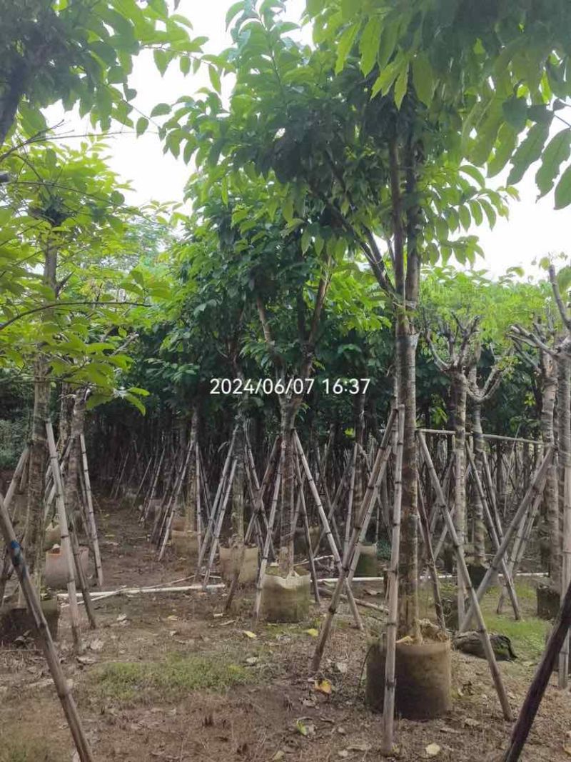 骨架大叶紫薇12～15公分基地直销规格齐全欢迎老板来电