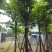 骨架大叶紫薇12～15公分基地直销规格齐全欢迎老板来电