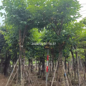 骨架大叶紫薇12～15公分基地直销规格齐全欢迎老板来电