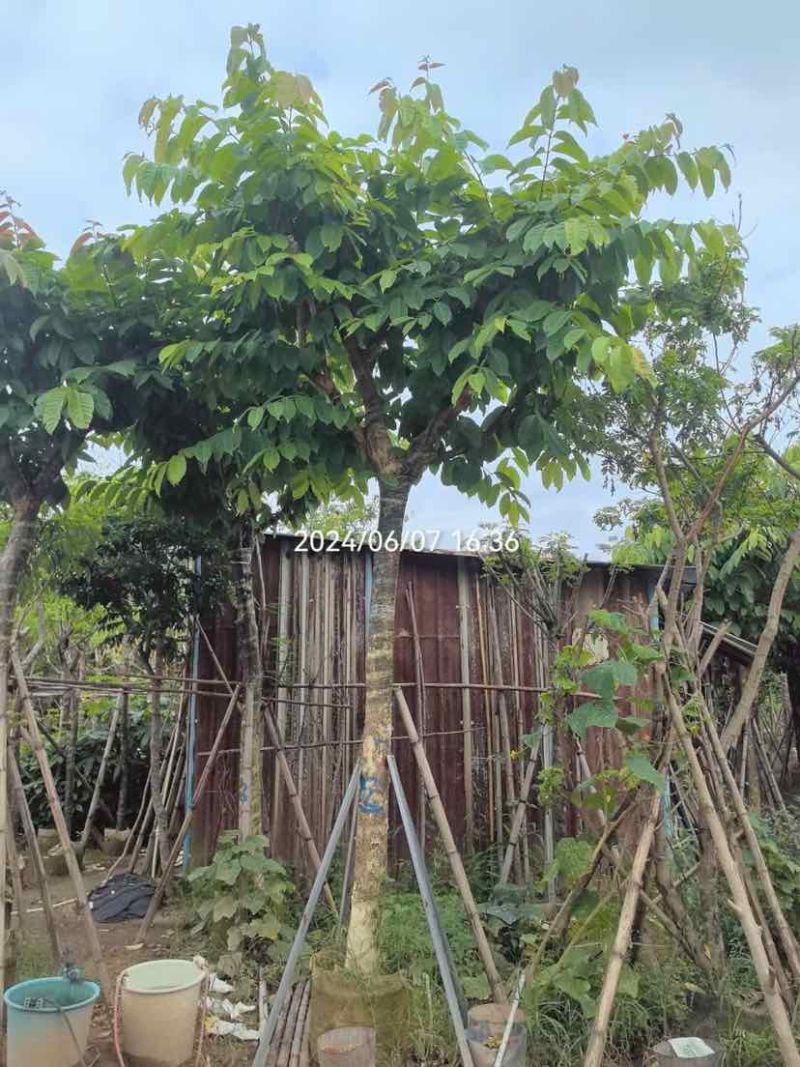 骨架大叶紫薇12～15公分基地直销规格齐全欢迎老板来电