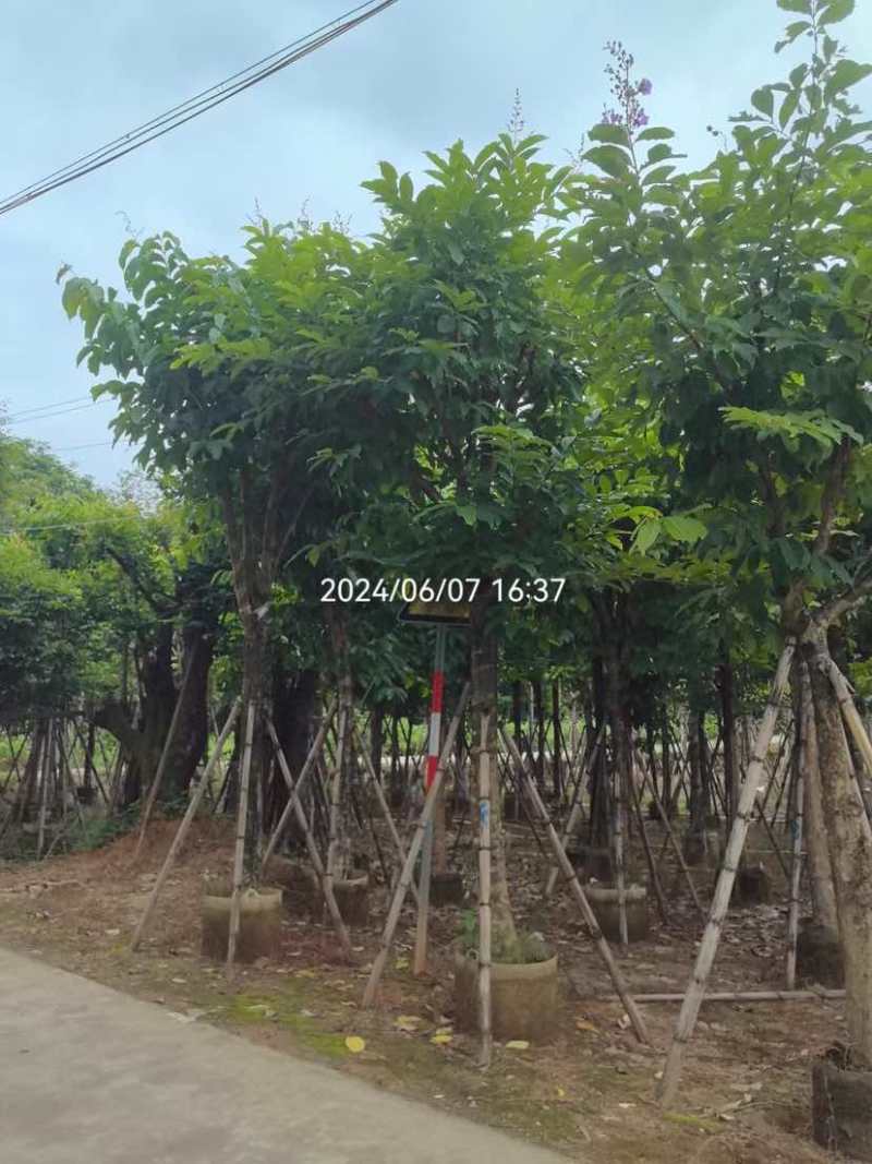 骨架大叶紫薇12～15公分基地直销规格齐全欢迎老板来电