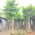 骨架大叶紫薇12～15公分基地直销规格齐全欢迎老板来电
