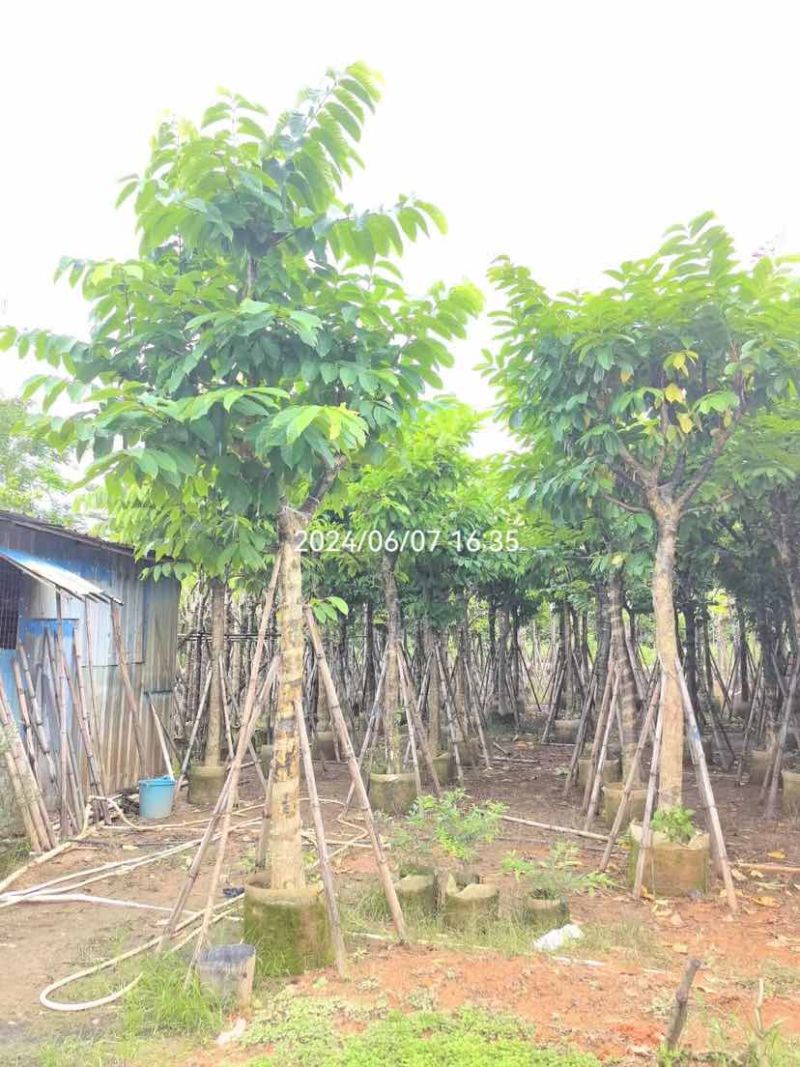骨架大叶紫薇12～15公分基地直销规格齐全欢迎老板来电