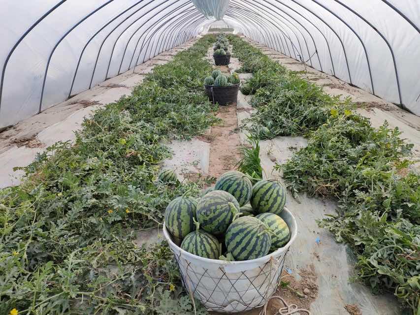 美都西瓜田间种植图