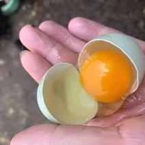 鸡蛋粉红白绿土鸡蛋都有大量现货供应。