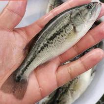 鲈鱼苗专吃小鱼长度10公分3块5一条。