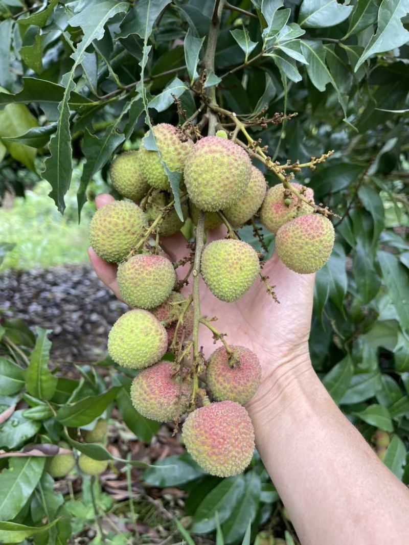 灵山妃子笑白糖罂荔枝产地批发供应代办