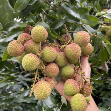 灵山妃子笑白糖罂荔枝产地批发供应代办