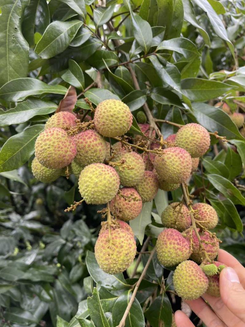 灵山妃子笑白糖罂荔枝产地批发供应代办