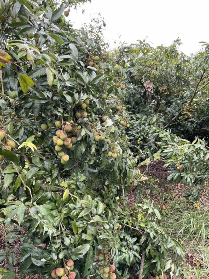灵山妃子笑白糖罂荔枝产地批发供应代办