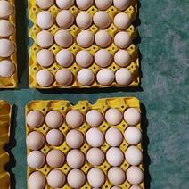 鸡蛋粉红白绿都有土鸡蛋初生蛋欢迎大家来，质量有