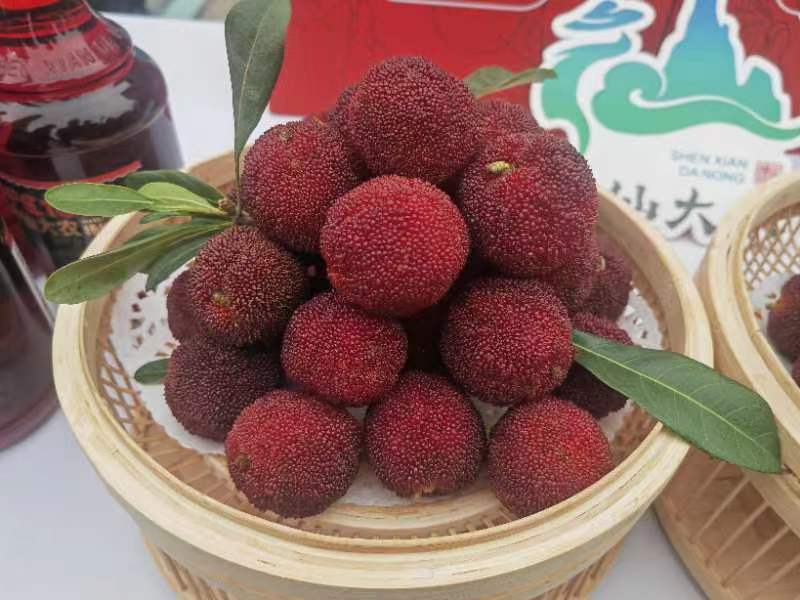高山东槐杨梅