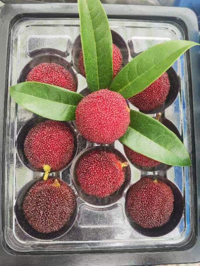 高山东槐杨梅