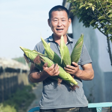 精品黄玉米