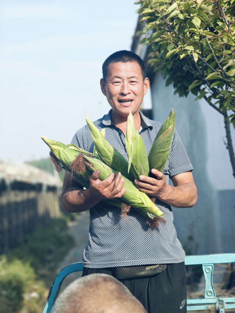 精品黄玉米