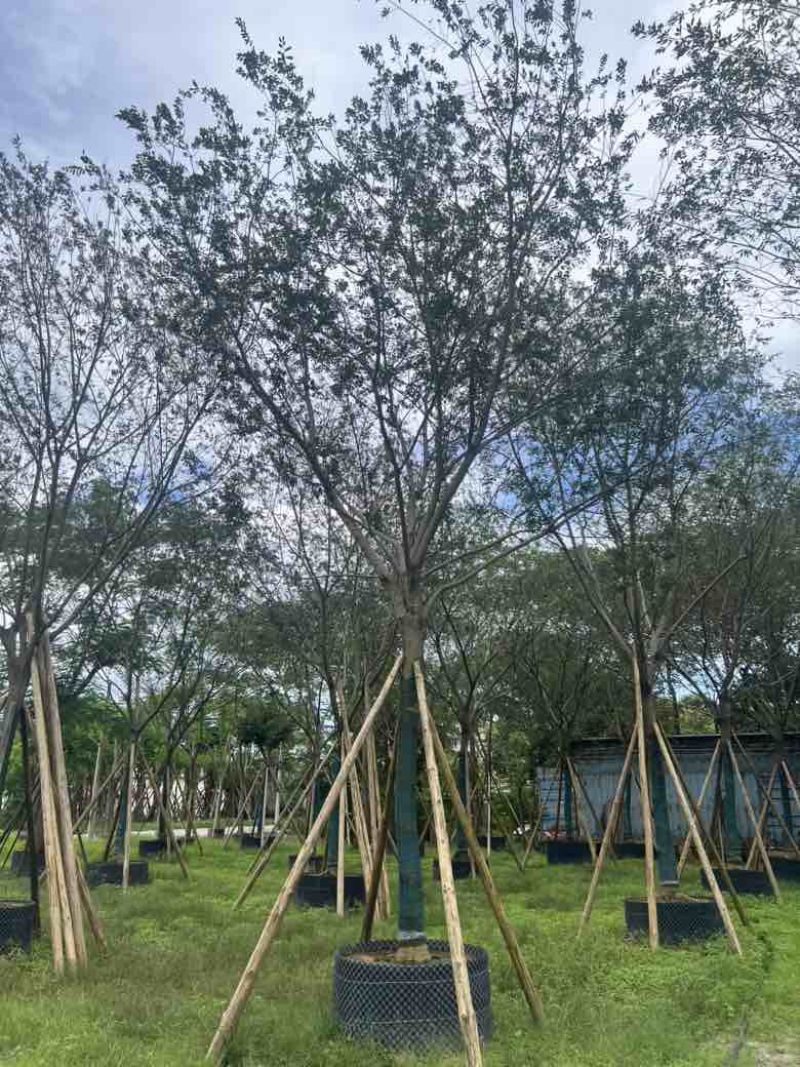 朴树15-30分低价出售