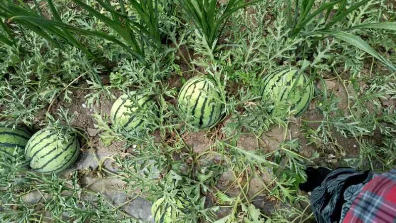 京欣西瓜在田间成熟期的生长状态,果实饱满,条纹清晰可见 京欣西瓜田间生长图