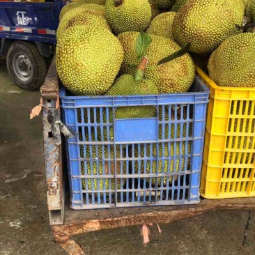 电白金包无胶菠萝蜜