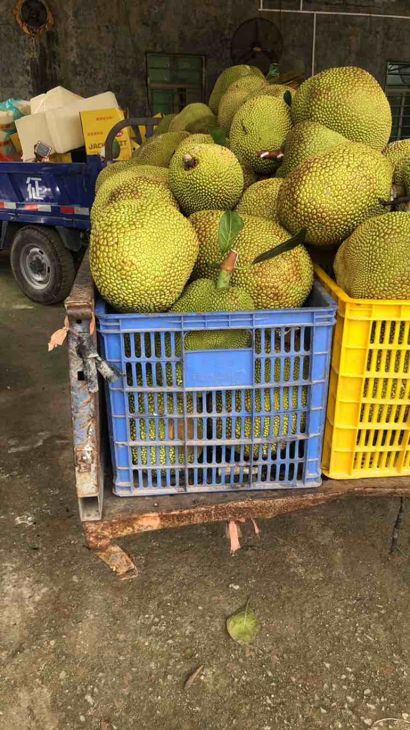 电白金包无胶菠萝蜜