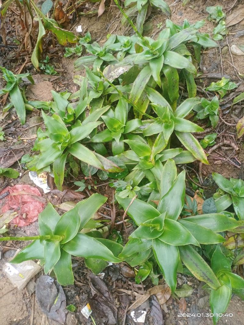 中文名:香锦竹草别名:大叶锦竹草科属:鸭跖草科锦竹草属