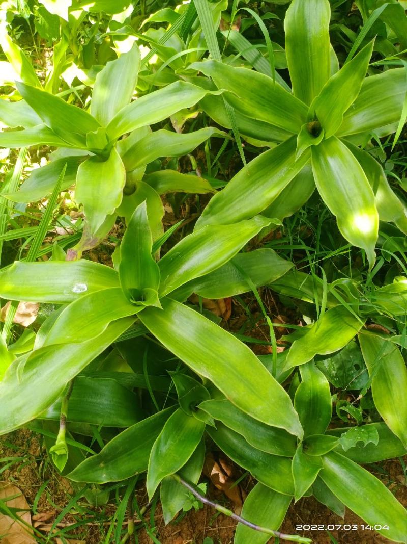 中文名:香锦竹草别名:大叶锦竹草科属:鸭跖草科锦竹草属