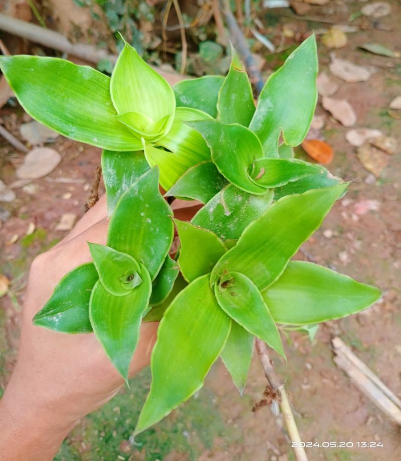 中文名:香锦竹草别名:大叶锦竹草科属:鸭跖草科锦竹草属