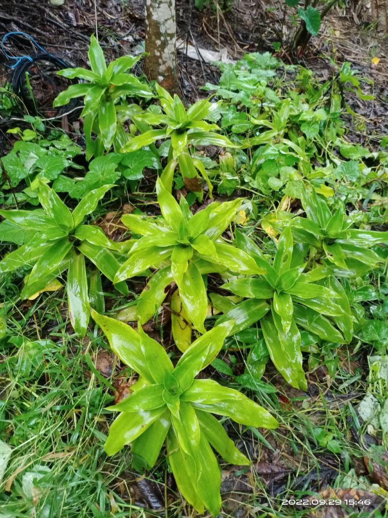 中文名:香锦竹草别名:大叶锦竹草科属:鸭跖草科锦竹草属