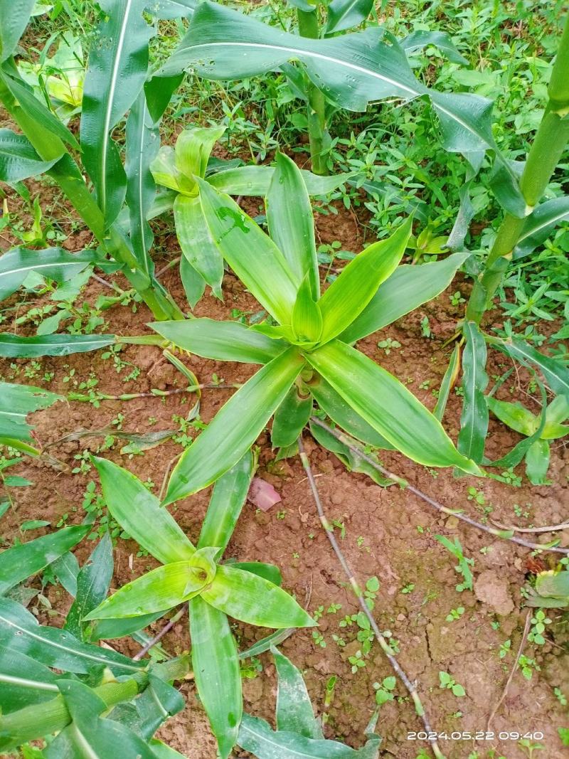 中文名:香锦竹草别名:大叶锦竹草科属:鸭跖草科锦竹草属